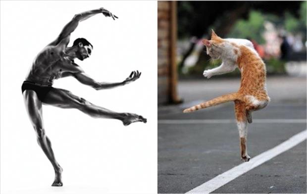 funny cat looks like a dancer