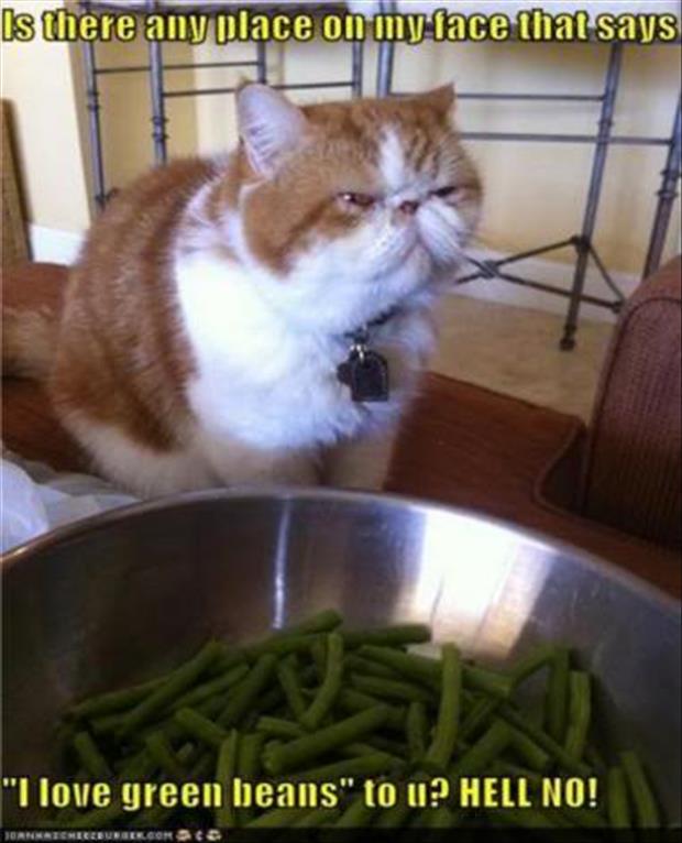 funny cat loves green beans