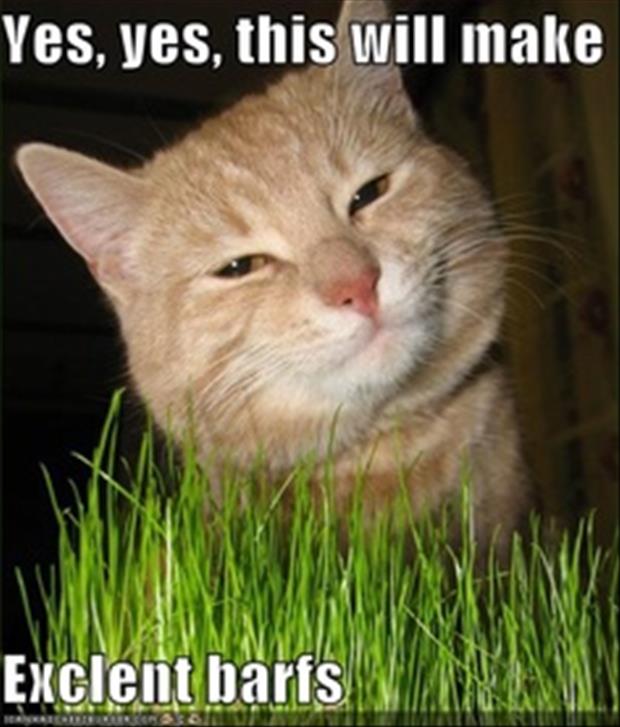 funny cats eating grass