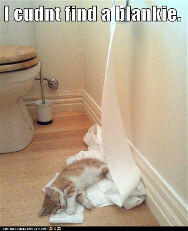 funny cats toilet paper