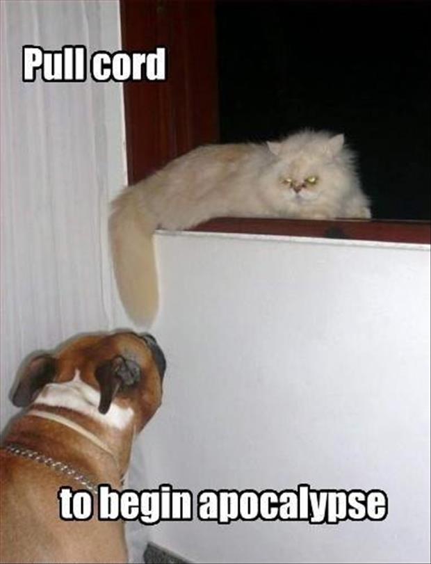 funny dog and cat