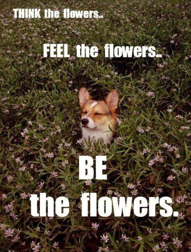 funny dog loves flowers