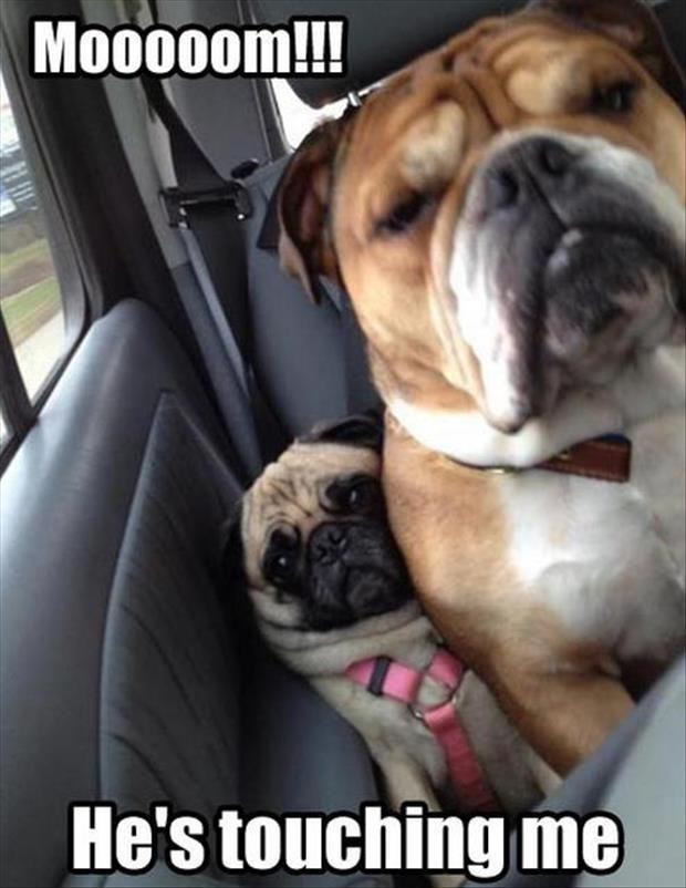 funny dogs in the back seat