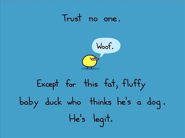 funny ducks