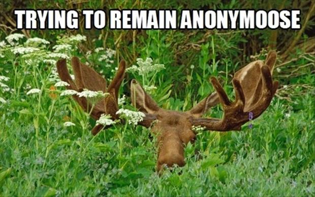 Image result for funny moose