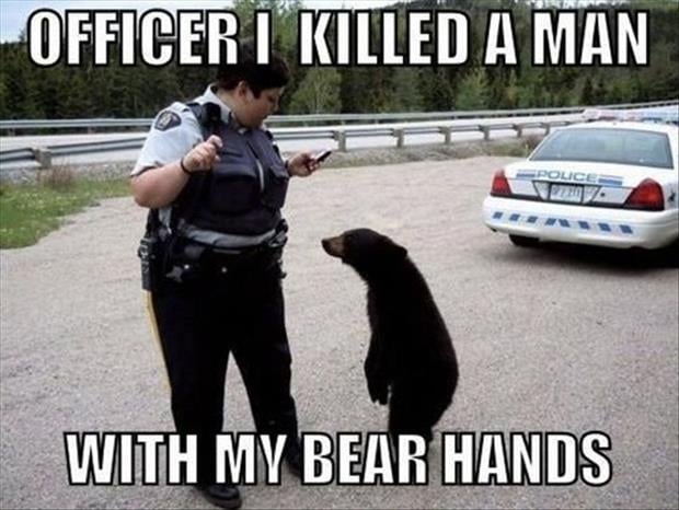 funny pictures bears