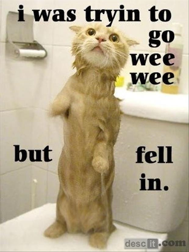 funny pictures cat falls in the toilet