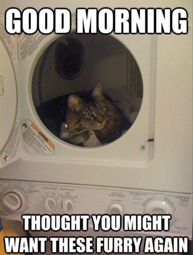 funny pictures cat in the dryer