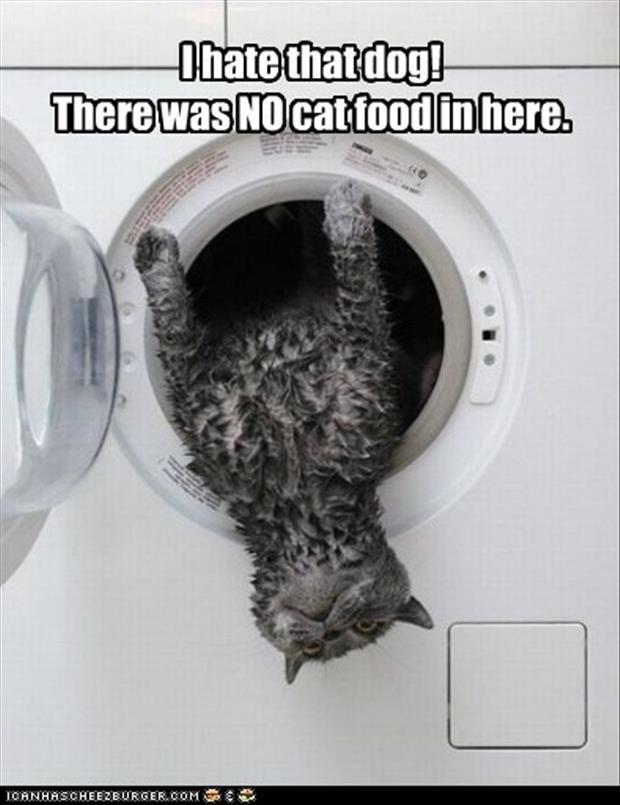 funny pictures cat in washing machine
