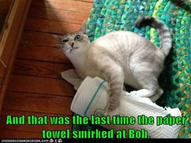 funny pictures cat making a mess with paper towels