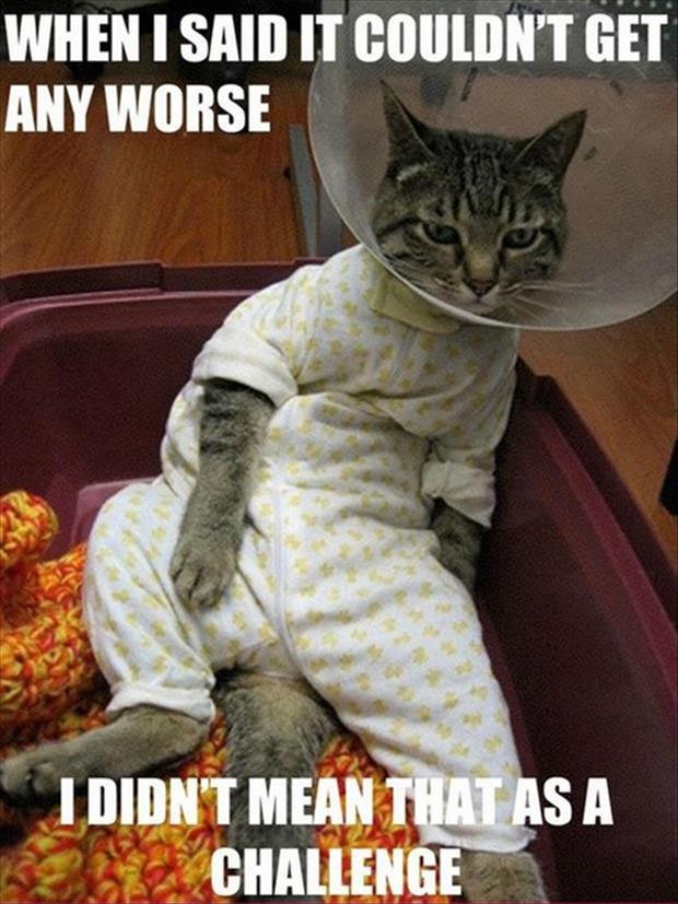 funny pictures cone on a cat