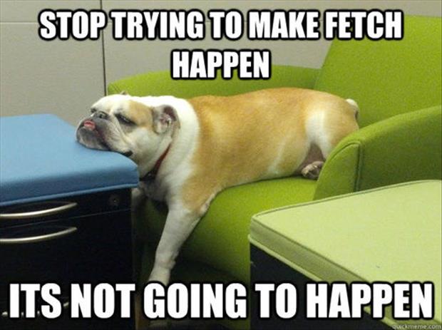 funny pictures dog doesn't want to play fetch