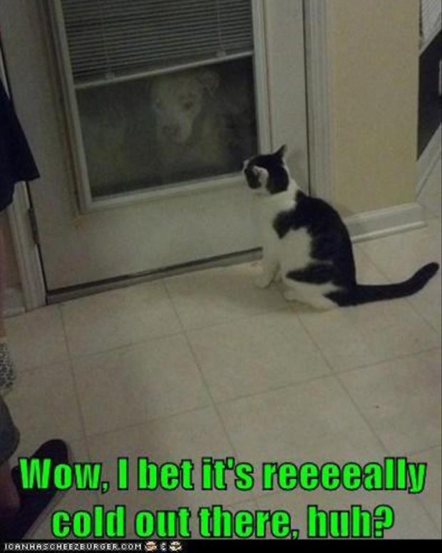 funny pictures dog is outside and cat is laughing at him