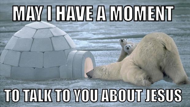 funny pictures polar bears
