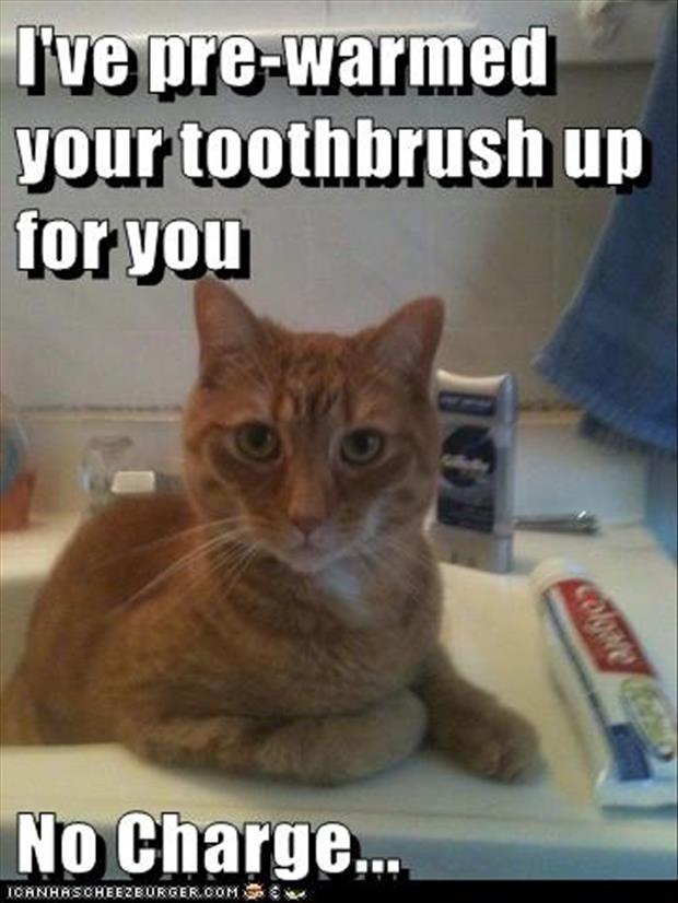 funny pictures toothbrushes and cats