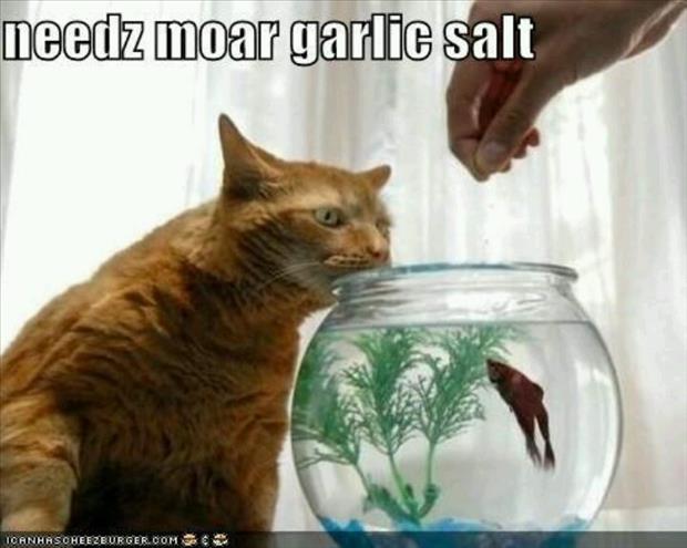 garlic salt funny pictures