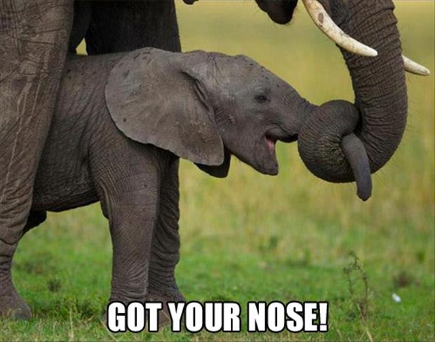 got your nose