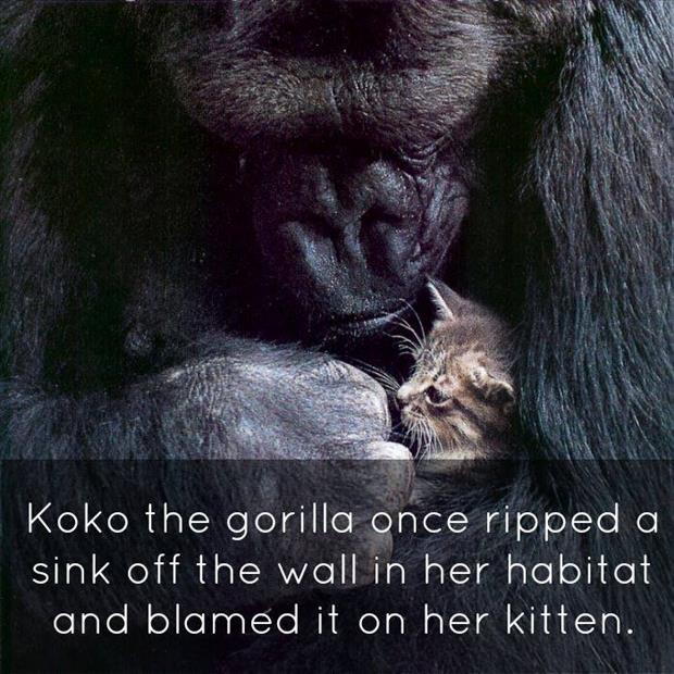 koko the gorilla