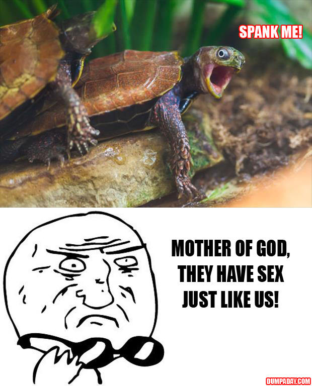 mother of god funny turtles having sex