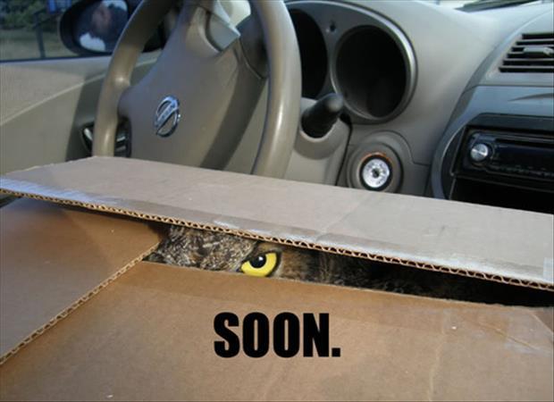 owl-in-box-soon-meme.jpg