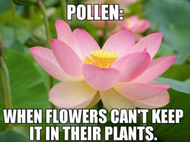 pollen