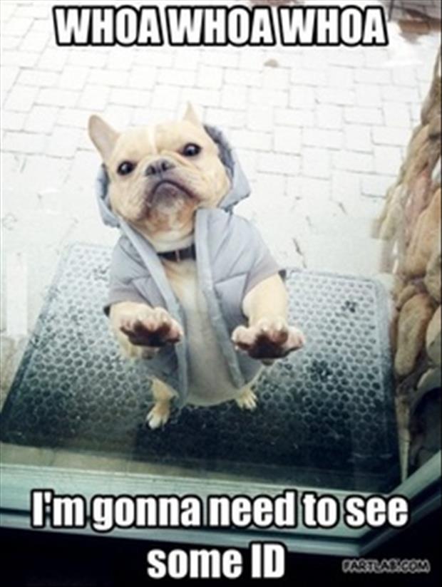 security dog funny pictures