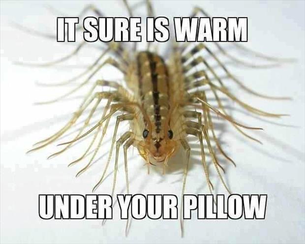 spider under your pillow