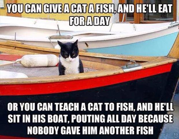 teach a cat to fish