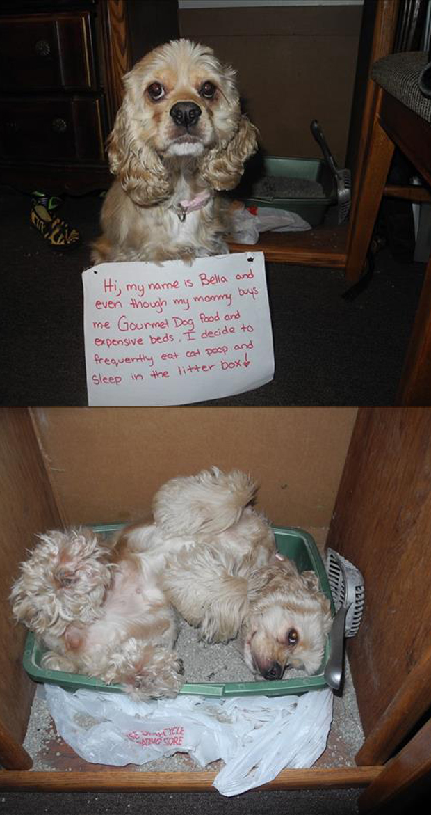 a dog shaming funny pictures