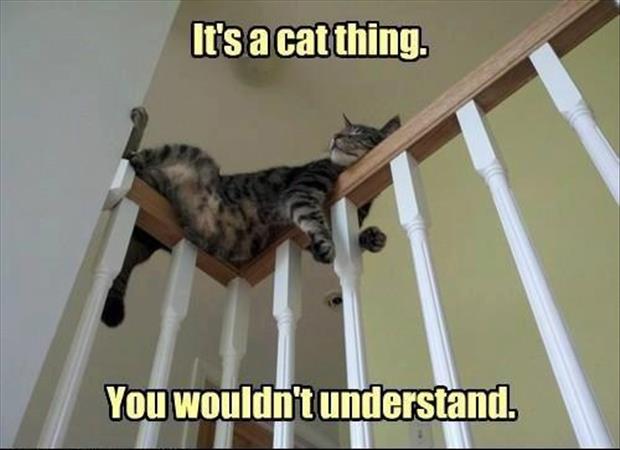 Cat Humor #6