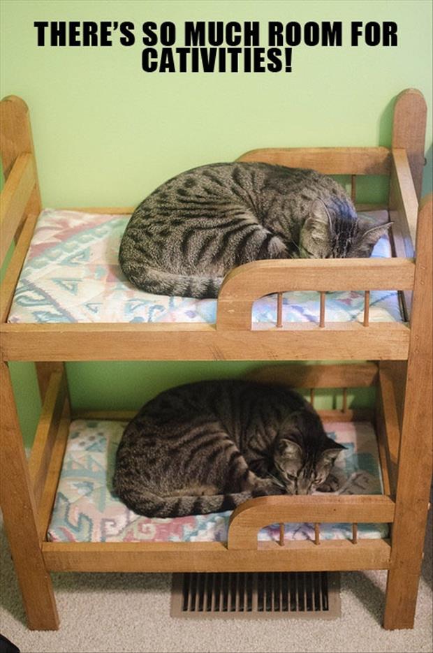 cute cat beds