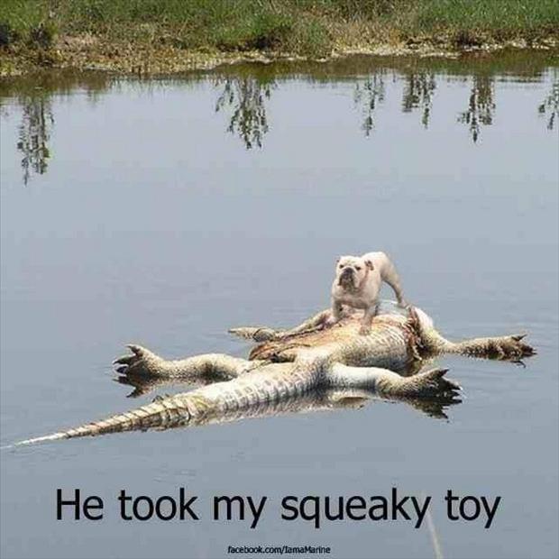 dead alligator took dog's squeaky toy