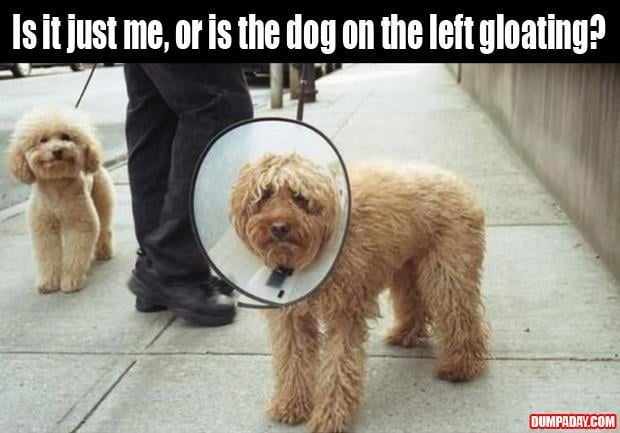 dog in a cone