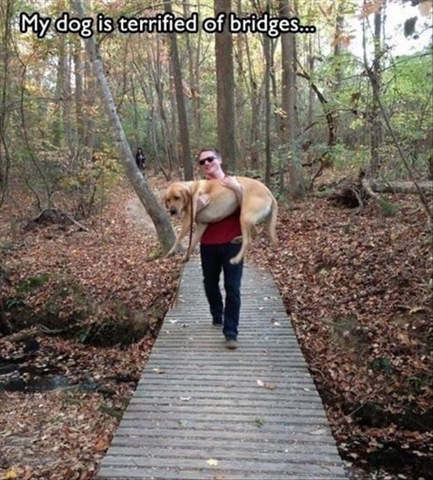 dog is scared of bridges
