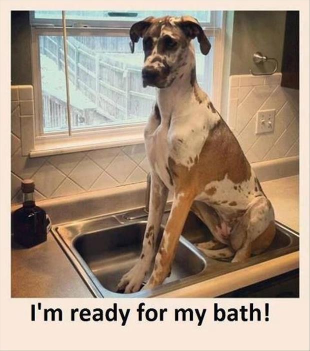 dog ready for his bath