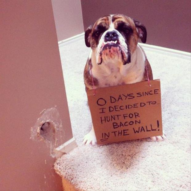 dog shaming bacon