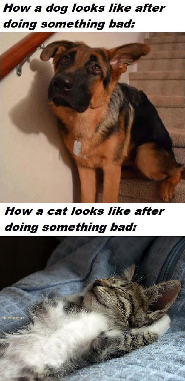 dogs-vs-cats.jpg