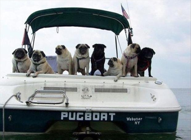 funny boat names, dumpaday (9)