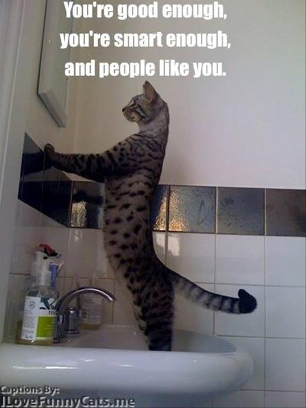 funny cat looking in a mirror