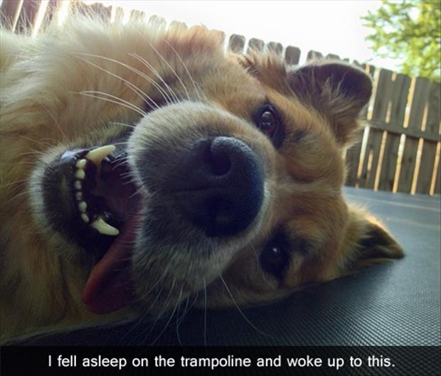 funny dog on a trampoline