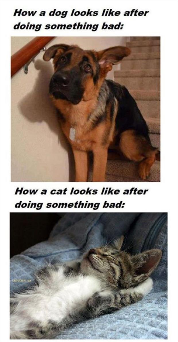 funny dogs vs cats