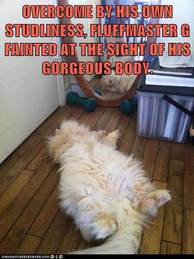 funny pictures cats