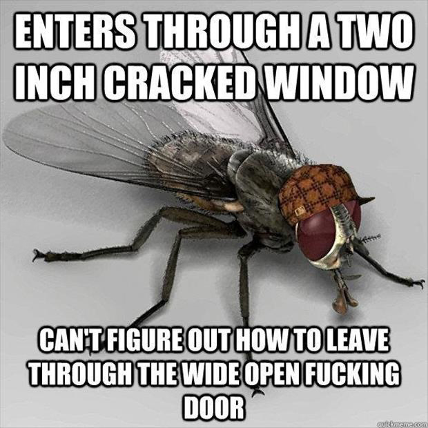 funny pictures flies