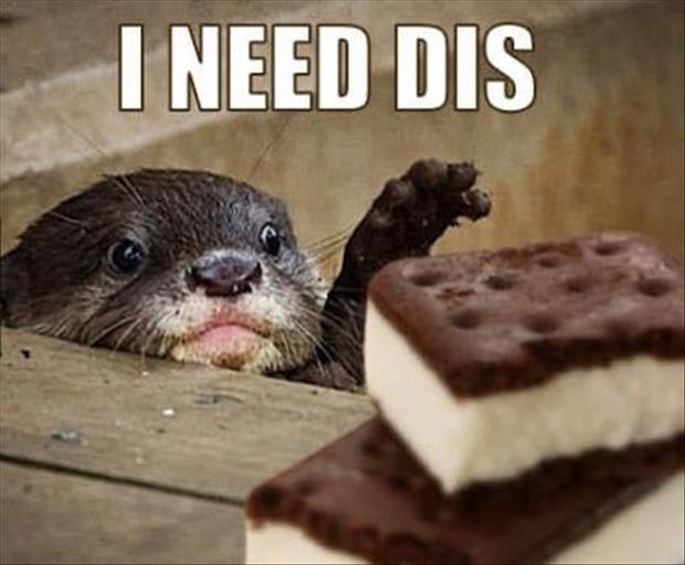 funny pictures otter