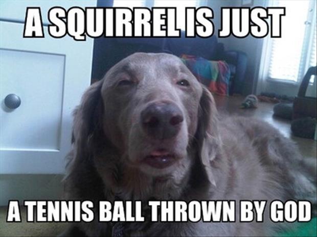 funny pictures squirrel