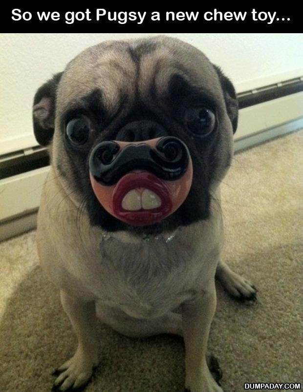 funny pug dogs