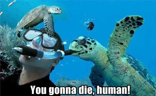 killer turtles