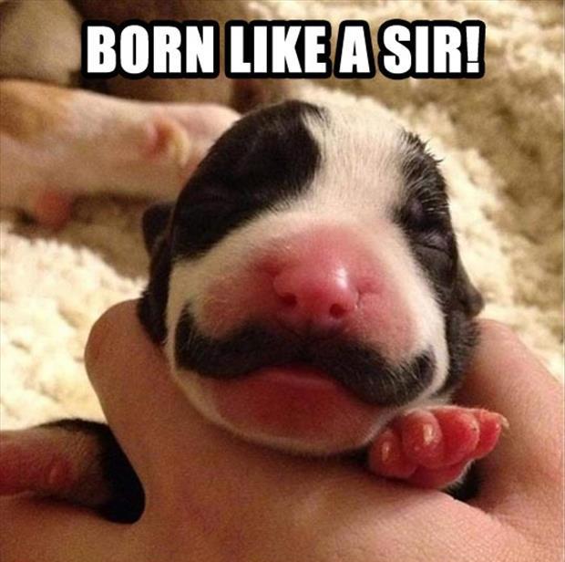 puppy has a mustache