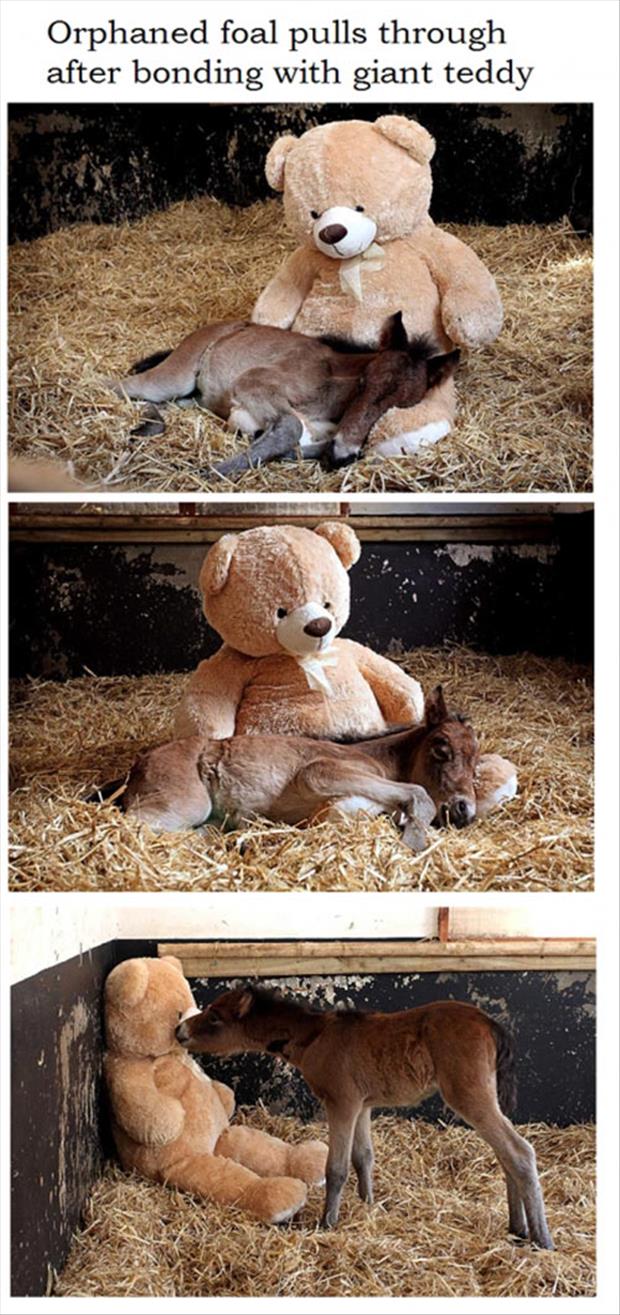 small pony bonds with giant teddy bear