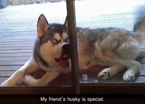 special dogs